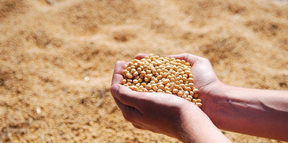 واردات ، تولید ، تامین و توزیع کنجاله سویا